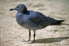 Mouette des laves (Larus fuliginosus)