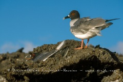 Mouette à  queue d'aronde (Larus furcatus)