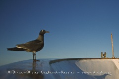 Mouette des laves (Larus fuliginosus)