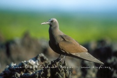 mouettes_Albatros_069__Castanet-Hervieu-hautes-def-JPG-mouette-QA-et-noddi-4