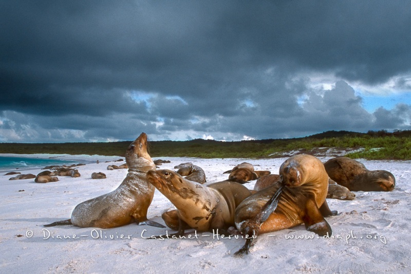 Otaries des galapagos (Zalophus californianus wollebaeki)