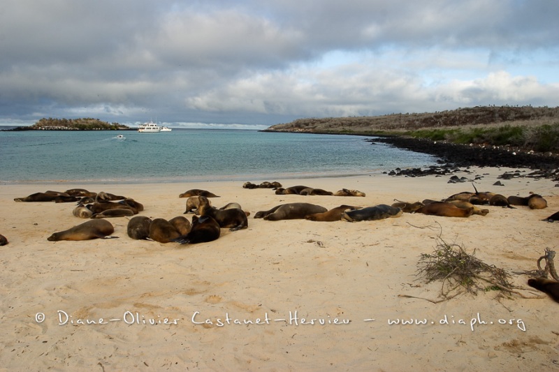 Otaries des galapagos (Zalophus californianus wollebaeki)