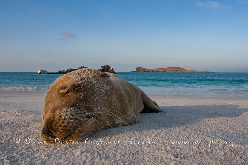 Otarie des Galapagos (Zalophus wollebaeki)