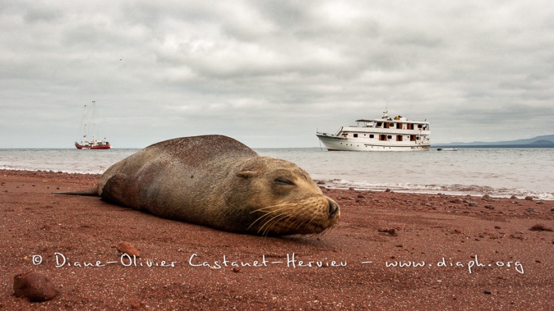 Otarie des Galapagos (Zalophus wollebaeki)