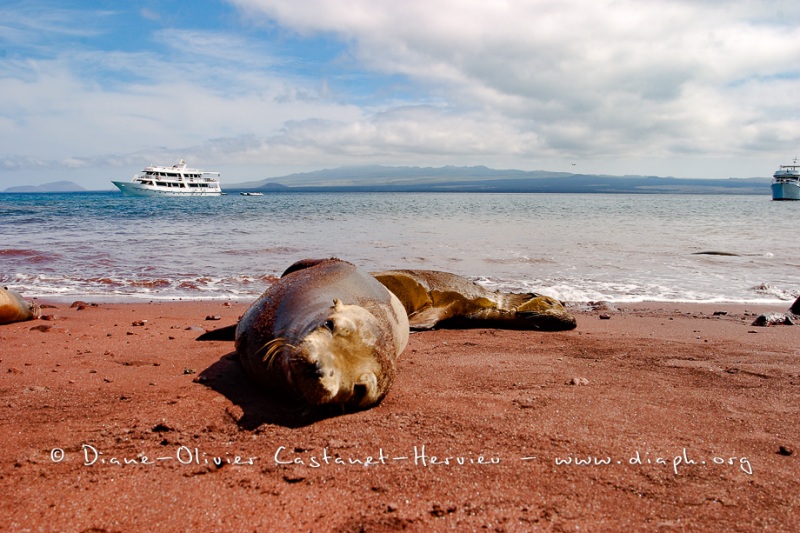 A la plage - Otaries des galapagos (Zalophus californianus wollebaeki)