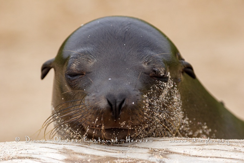 Otaries des galapagos (Zalophus californianus wollebaeki)