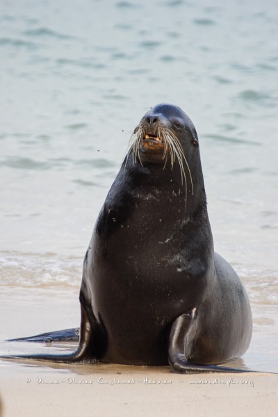 Otaries des galapagos (Zalophus californianus wollebaeki)
