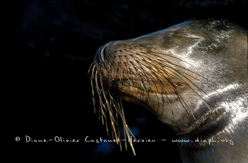 Otaries des galapagos (Zalophus californianus wollebaeki)