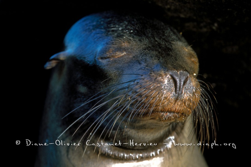 Otaries des galapagos (Zalophus californianus wollebaeki)