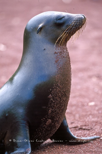 Otaries des galapagos (Zalophus californianus wollebaeki)