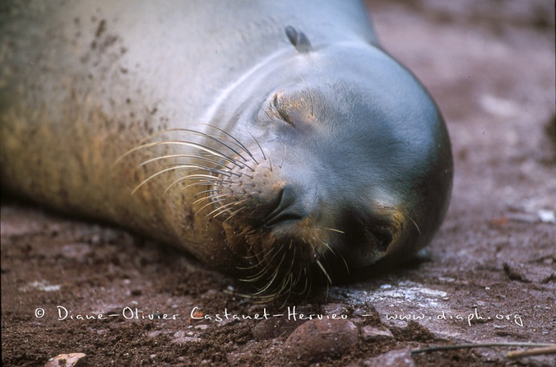 Otaries des galapagos (Zalophus californianus wollebaeki)