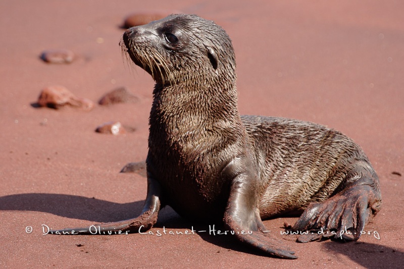 Otaries des galapagos (Zalophus californianus wollebaeki)