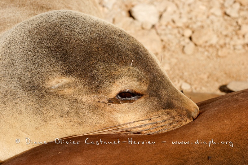 Otaries des galapagos (Zalophus californianus wollebaeki)