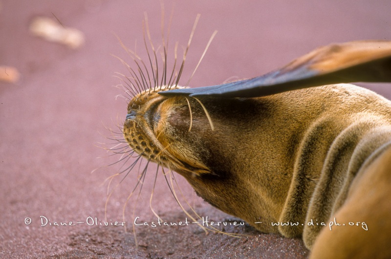 Otaries des galapagos (Zalophus californianus wollebaeki)