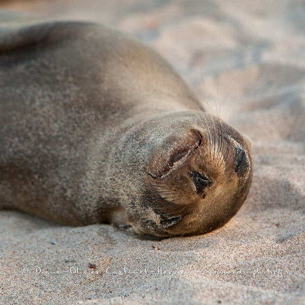 Otarie des Galapagos (Zalophus wollebaeki)