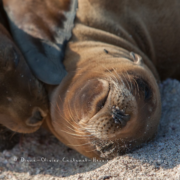 Otarie des Galapagos (Zalophus wollebaeki)