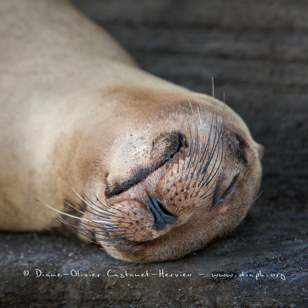 Otarie des Galapagos (Zalophus wollebaeki)