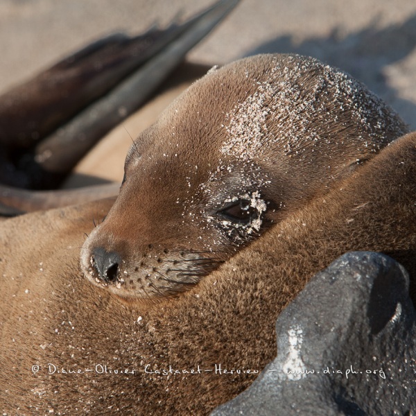 Otarie des Galapagos (Zalophus wollebaeki)