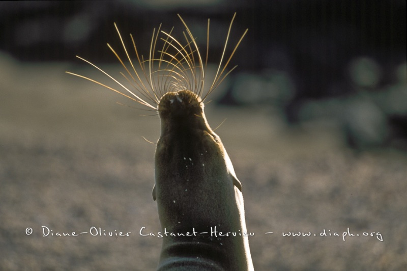 Otaries des galapagos (Zalophus californianus wollebaeki)