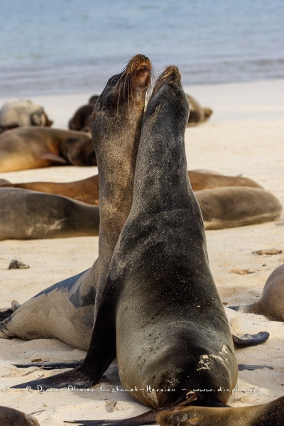 Otaries des galapagos (Zalophus californianus wollebaeki)