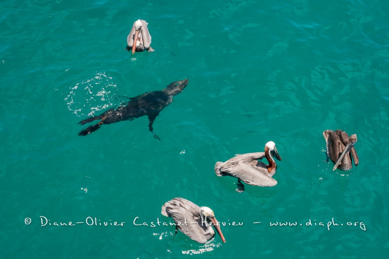 Pélican brun des Galapagos (Pelecanus occidentalis urinator)