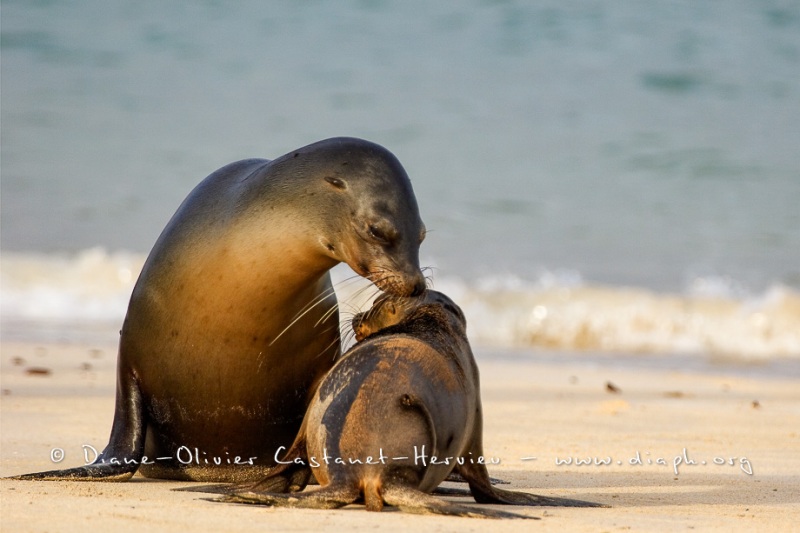 Otaries des galapagos (Zalophus californianus wollebaeki)