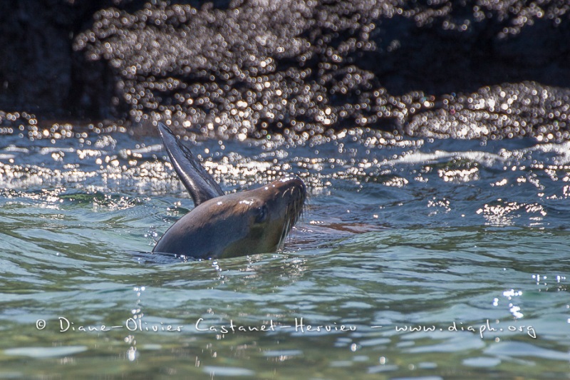 Otarie des Galapagos (Zalophus wollebaeki)