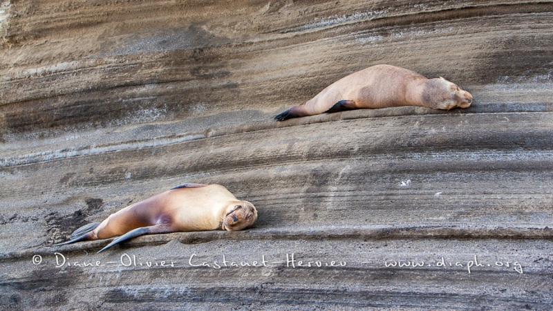 Otarie des Galapagos (Zalophus wollebaeki)