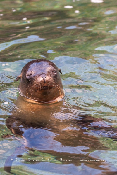 Otarie des Galapagos (Zalophus wollebaeki)