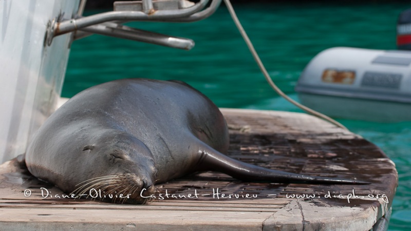 Otarie des Galapagos (Zalophus wollebaeki)