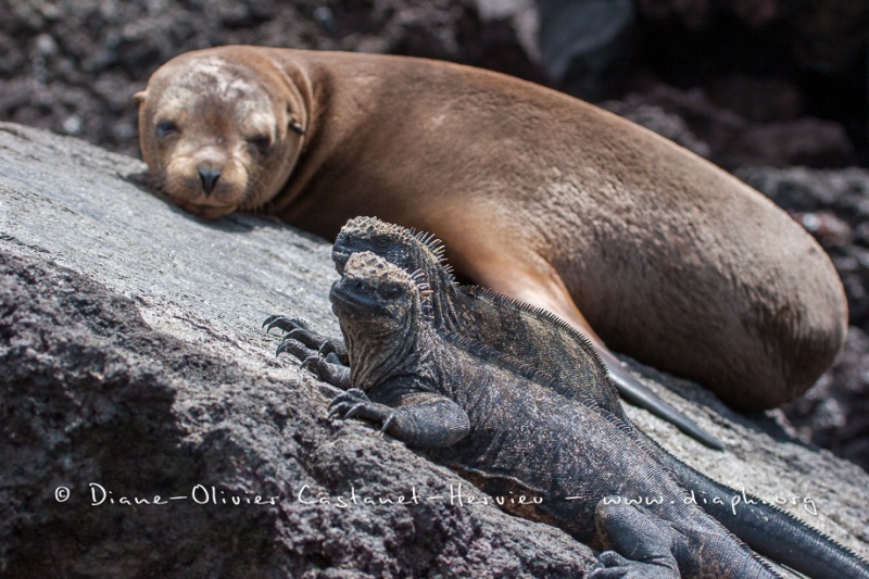 Otarie des Galapagos (Zalophus wollebaeki)