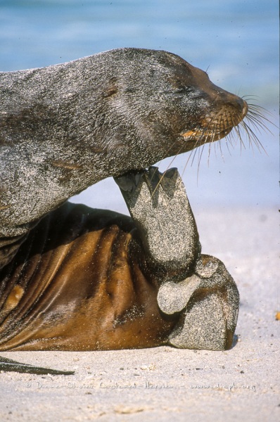 Otaries des galapagos (Zalophus californianus wollebaeki)