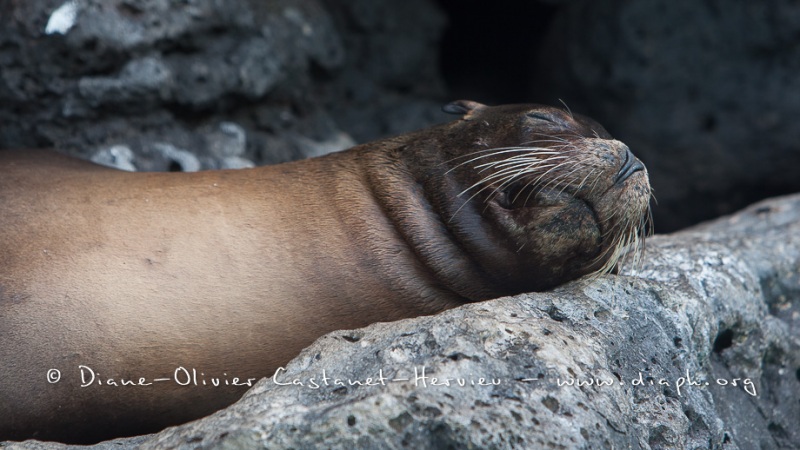 Otarie des Galapagos (Zalophus wollebaeki)