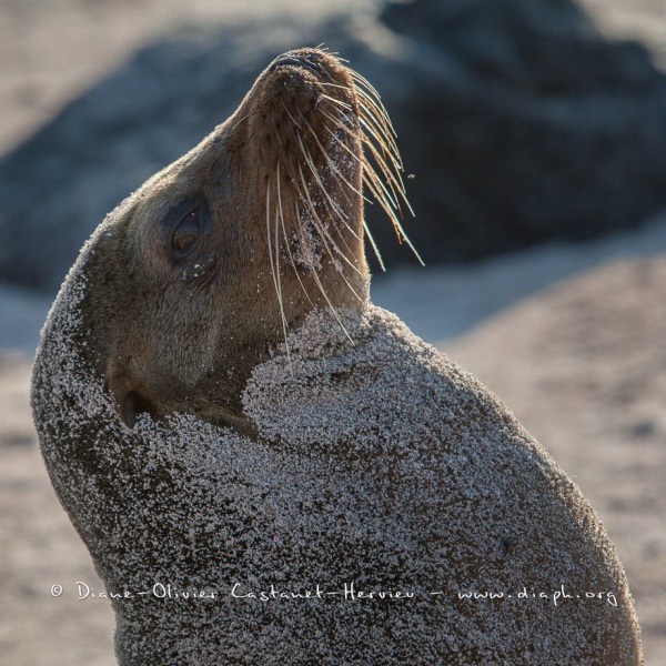 Otarie des Galapagos (Zalophus wollebaeki)