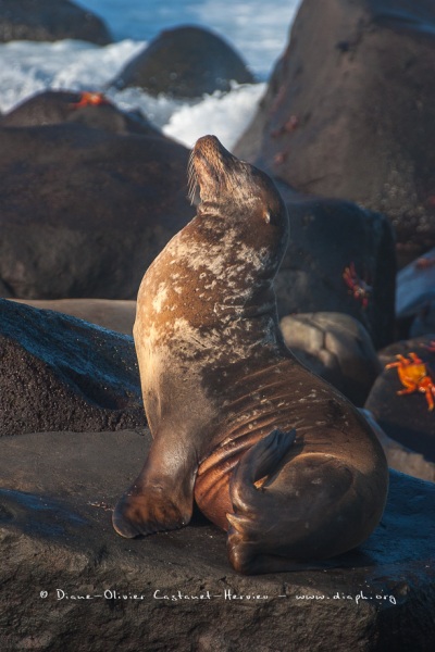 Otarie des Galapagos (Zalophus wollebaeki)