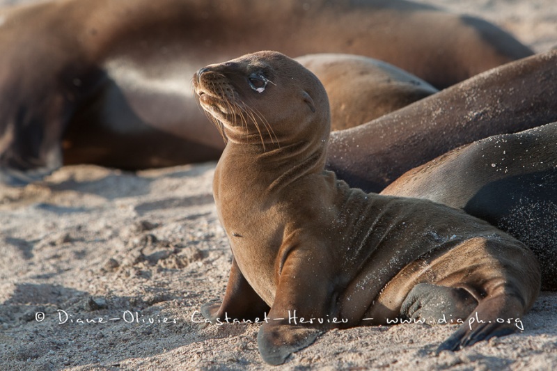 Otarie des Galapagos (Zalophus wollebaeki)