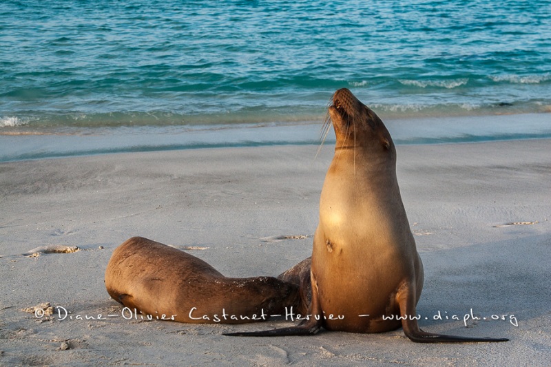 Otarie des Galapagos (Zalophus wollebaeki)