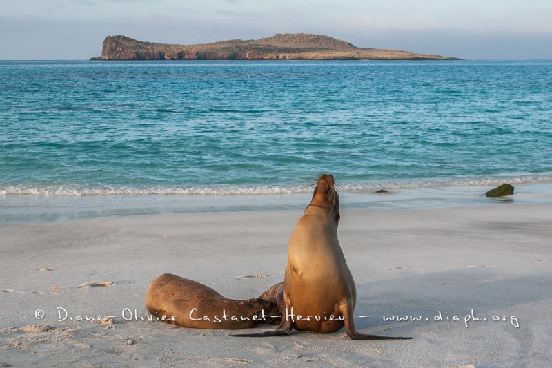 Otarie des Galapagos (Zalophus wollebaeki)