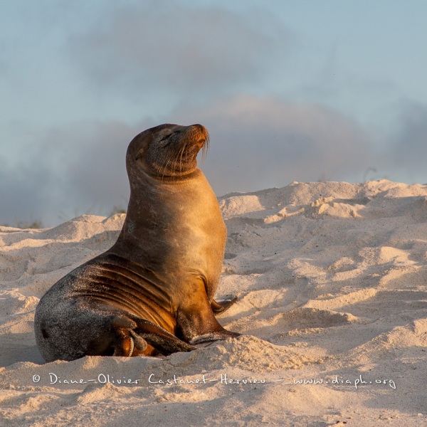 Otarie des Galapagos (Zalophus wollebaeki)