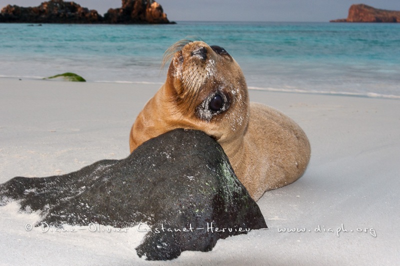 Otarie des Galapagos (Zalophus wollebaeki)