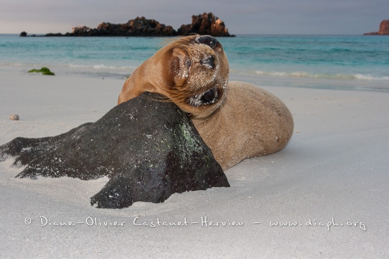 Otarie des Galapagos (Zalophus wollebaeki)