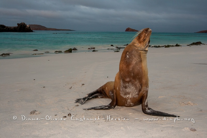 Otarie des Galapagos (Zalophus wollebaeki)