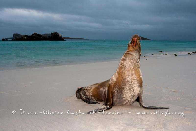 Otarie des Galapagos (Zalophus wollebaeki)