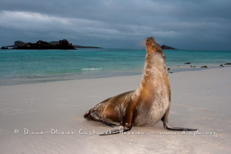 Otarie des Galapagos (Zalophus wollebaeki)