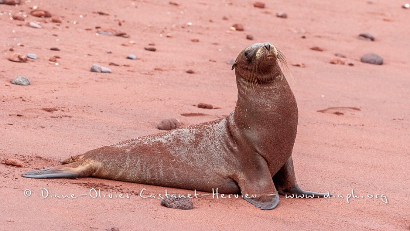 Otarie des Galapagos (Zalophus wollebaeki)