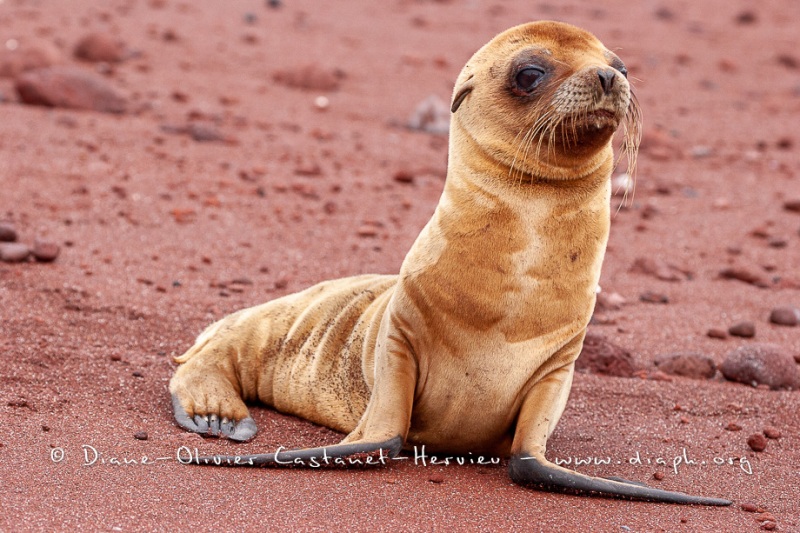 Otarie des Galapagos (Zalophus wollebaeki)