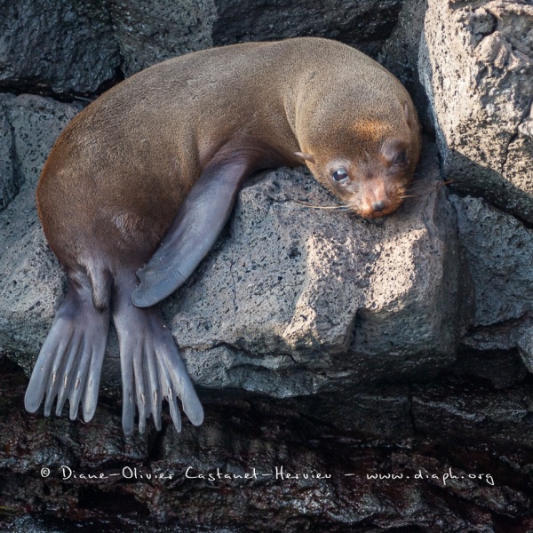 otarie à fourrure des Galapagos (Arctocephalus galapagoensis)