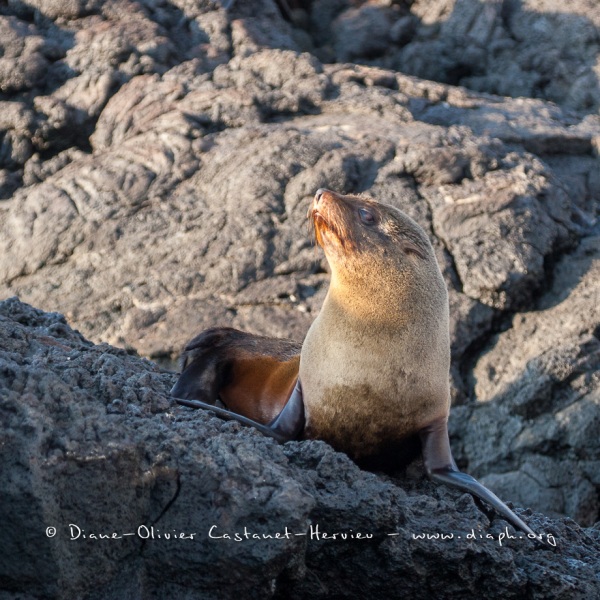 otarie à fourrure des Galapagos (Arctocephalus galapagoensis)