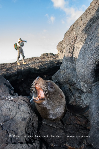 otarie à fourrure des Galapagos (Arctocephalus galapagoensis) et Photographe