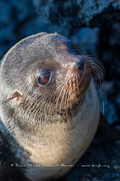 otarie à fourrure des Galapagos (Arctocephalus galapagoensis)